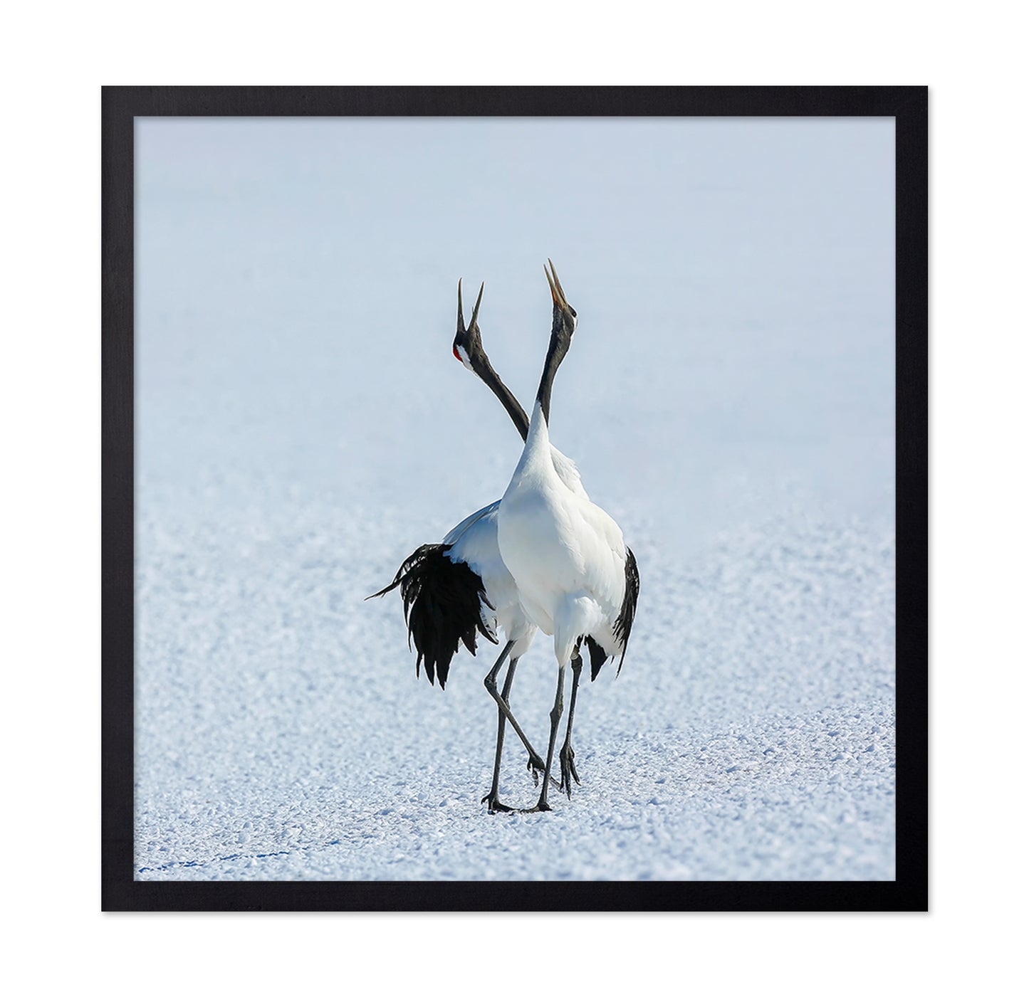 Dancing Cranes in Snow