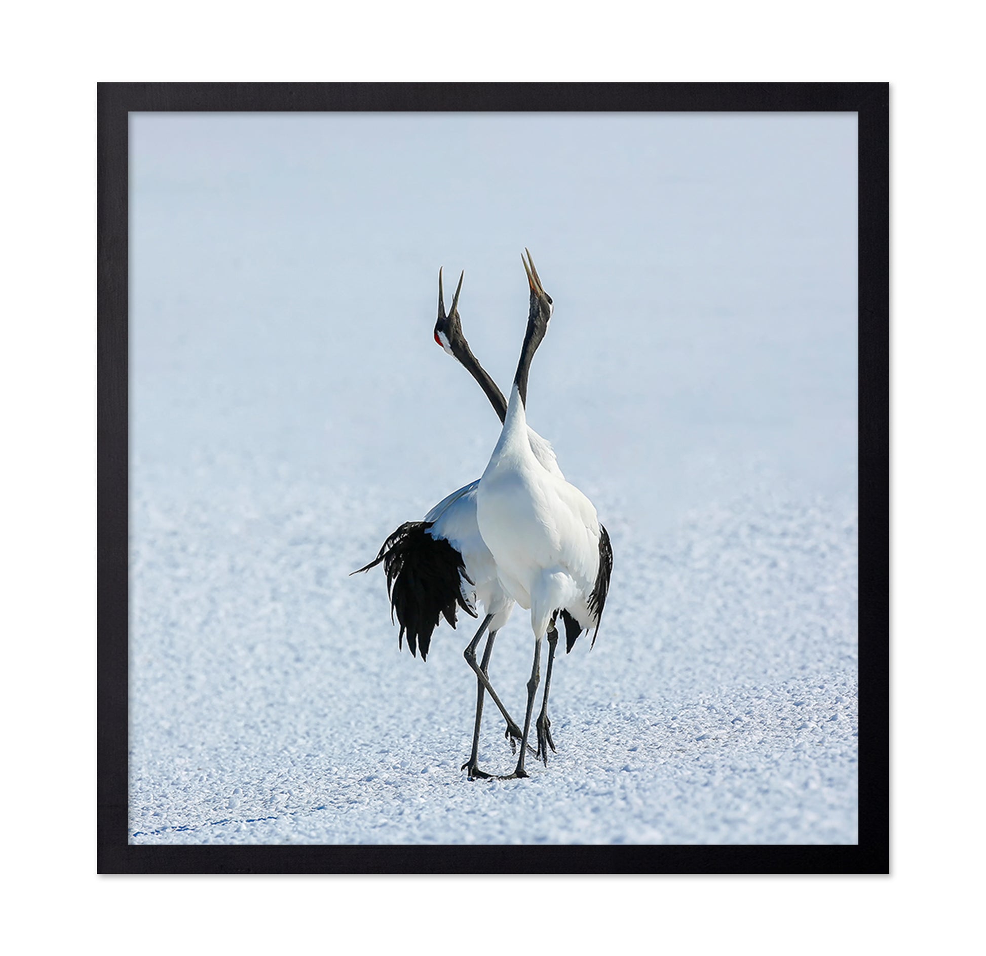 Dancing Cranes in Snow