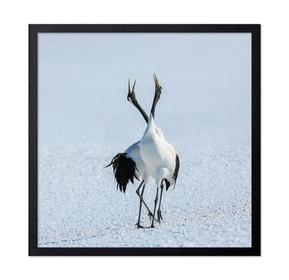 Dancing Cranes in Snow