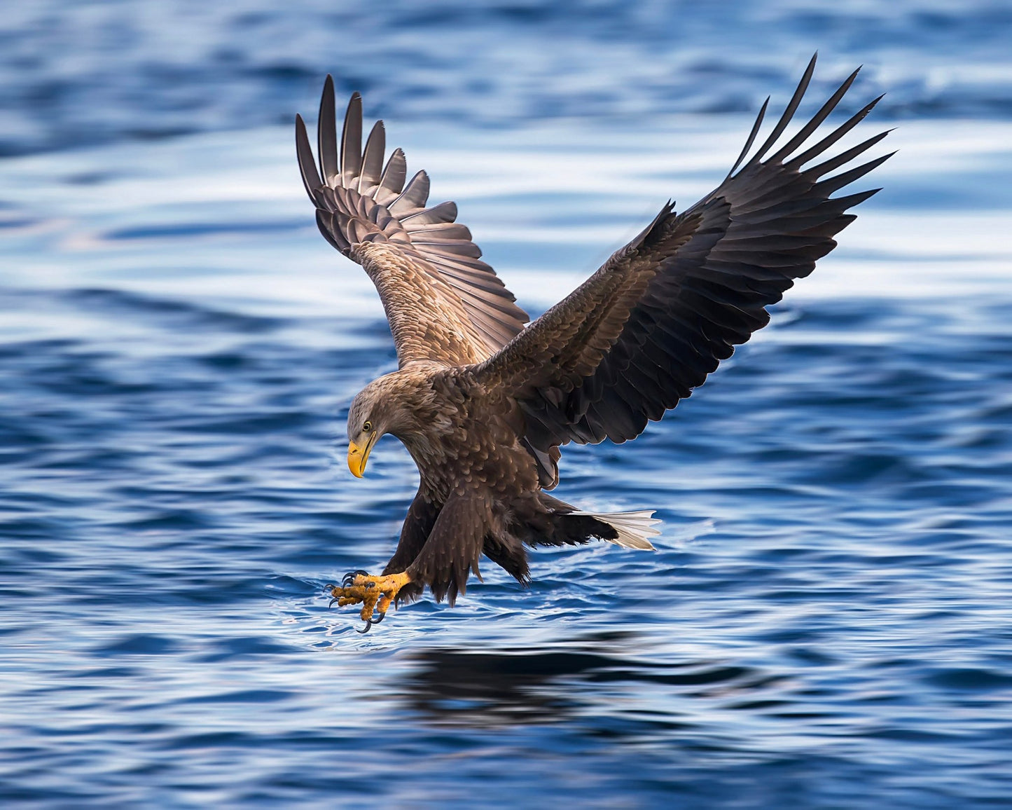 Eagle Hunting Over Water