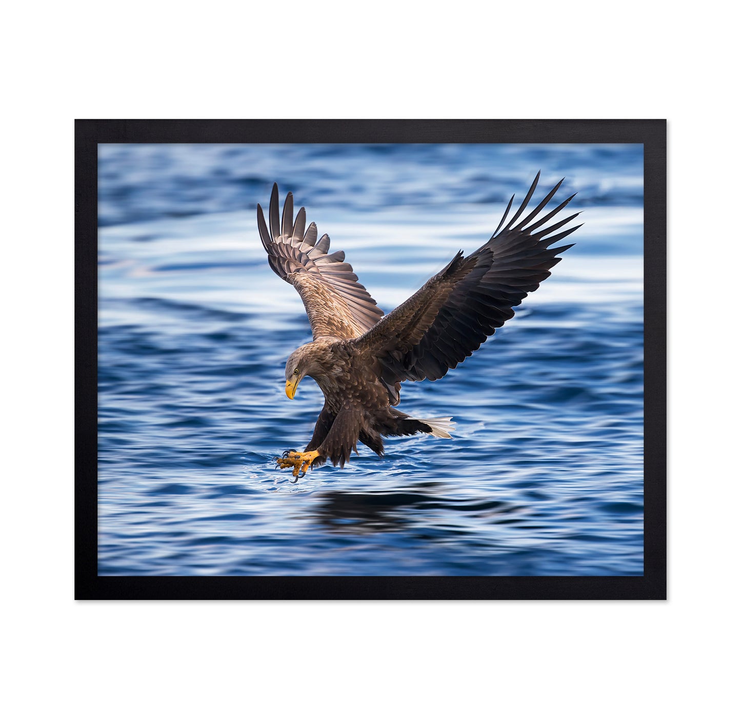 Eagle Hunting Over Water