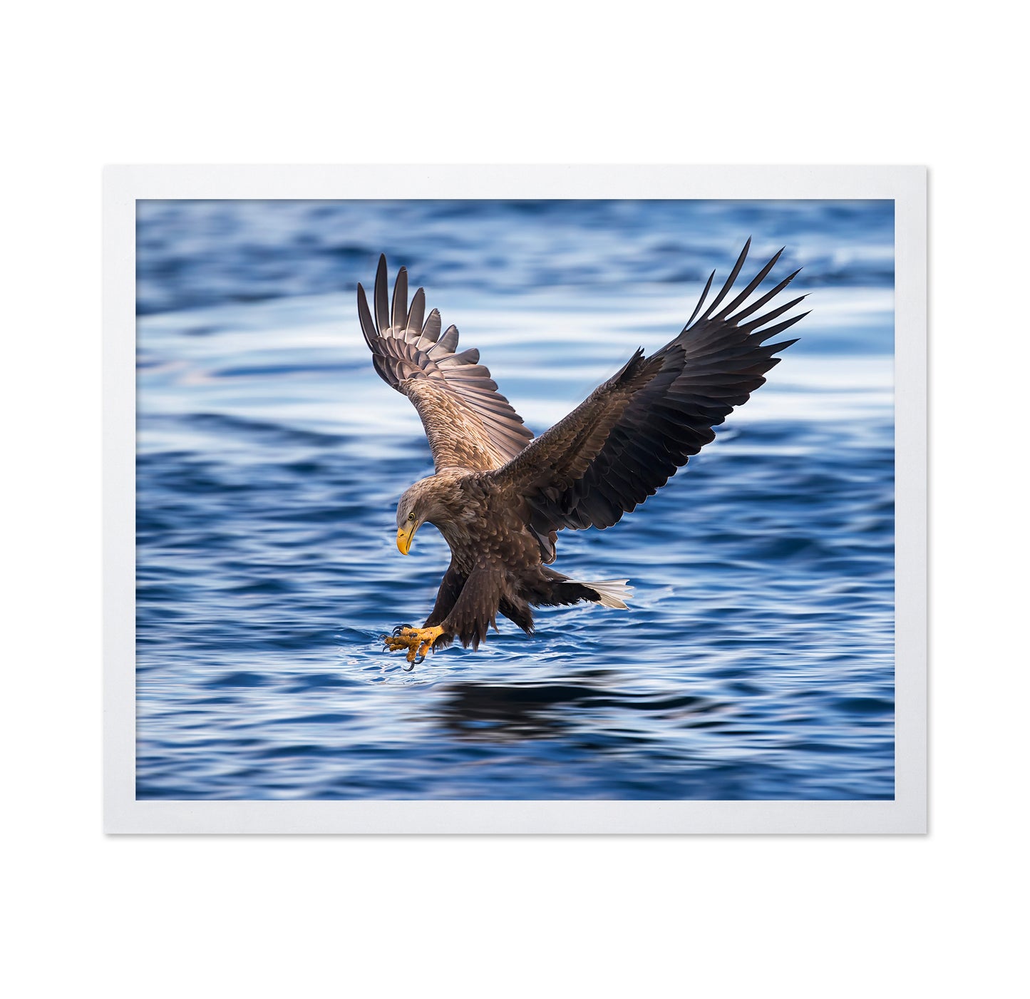 Eagle Hunting Over Water