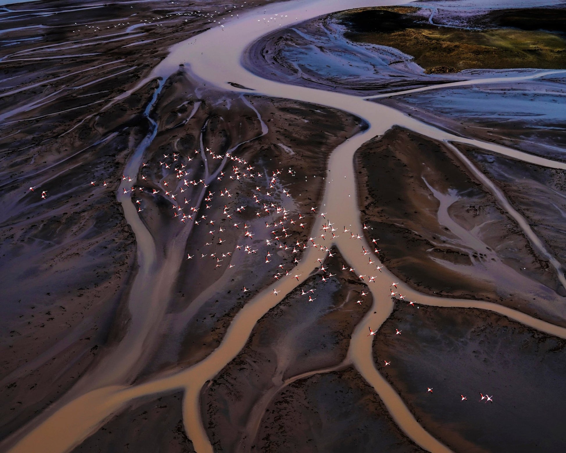 Flamingos Over Winding Waters