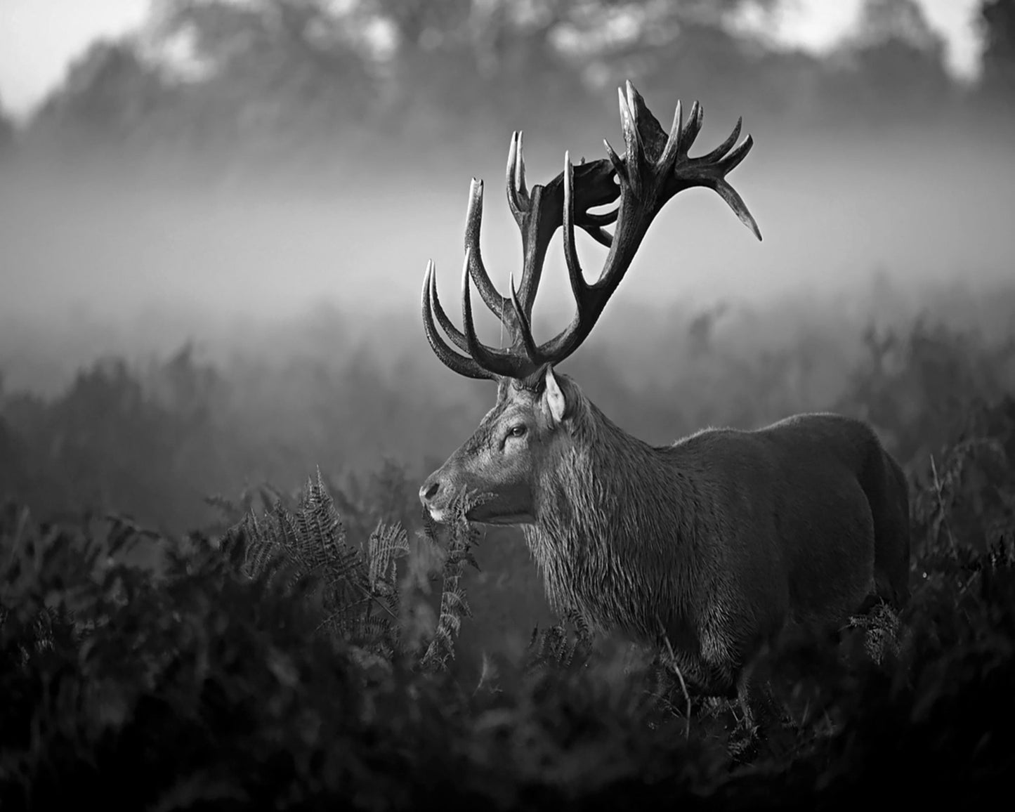 Majestic Stag in Mist