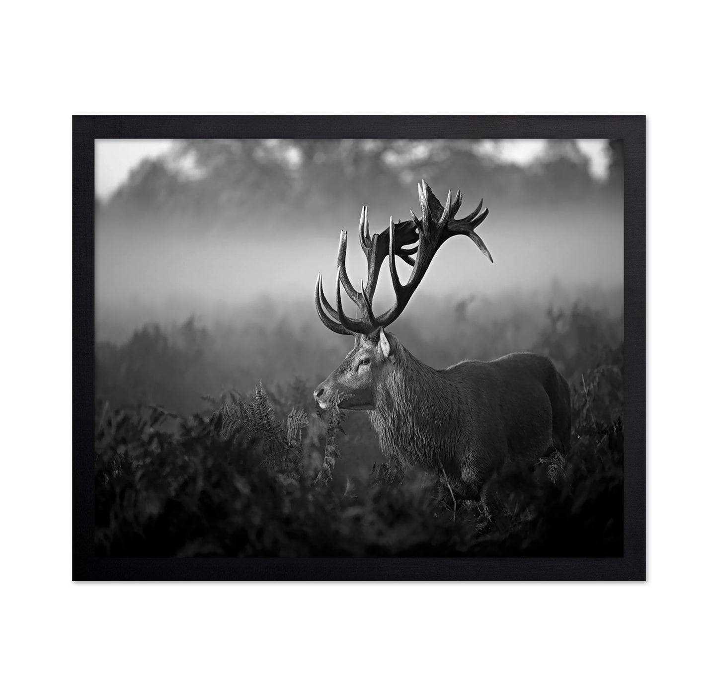 Majestic Stag in Mist