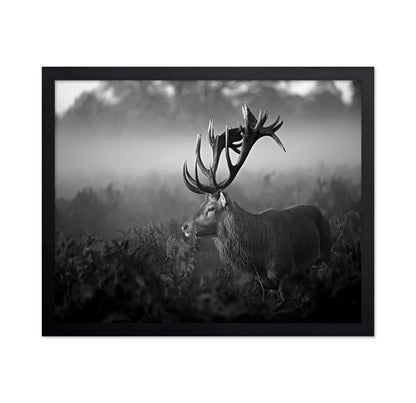 Majestic Stag in Mist