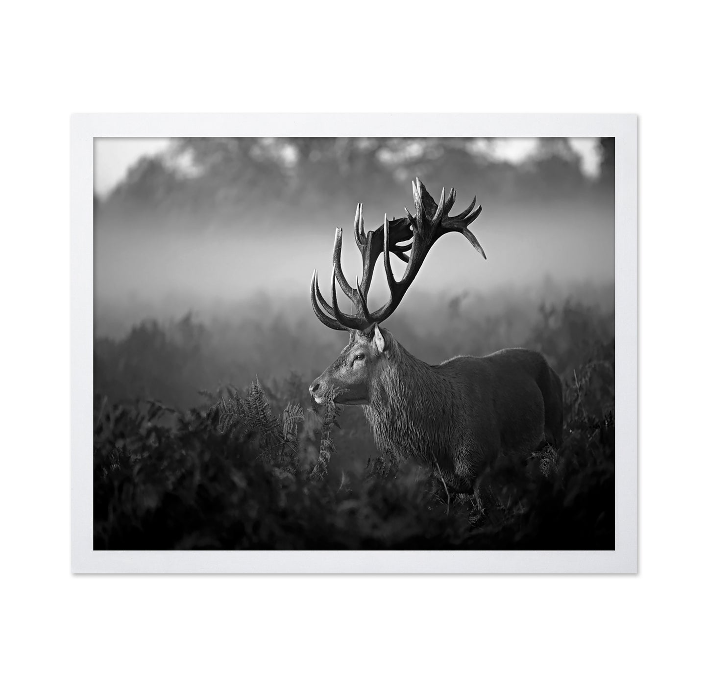 Majestic Stag in Mist