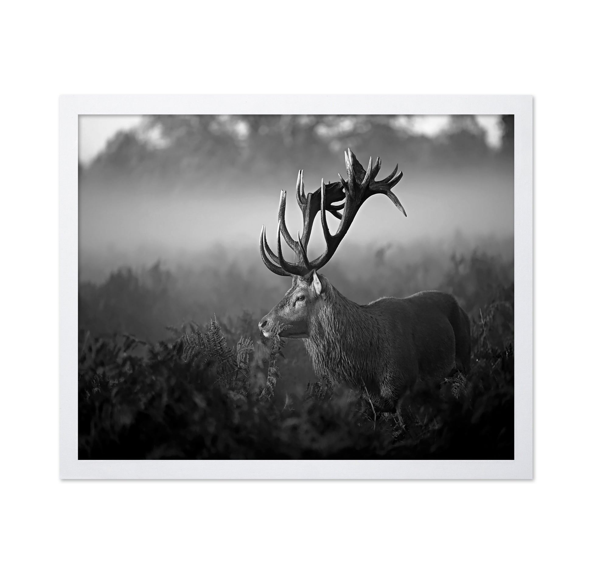 Majestic Stag in Mist