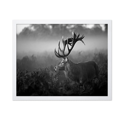 Majestic Stag in Mist