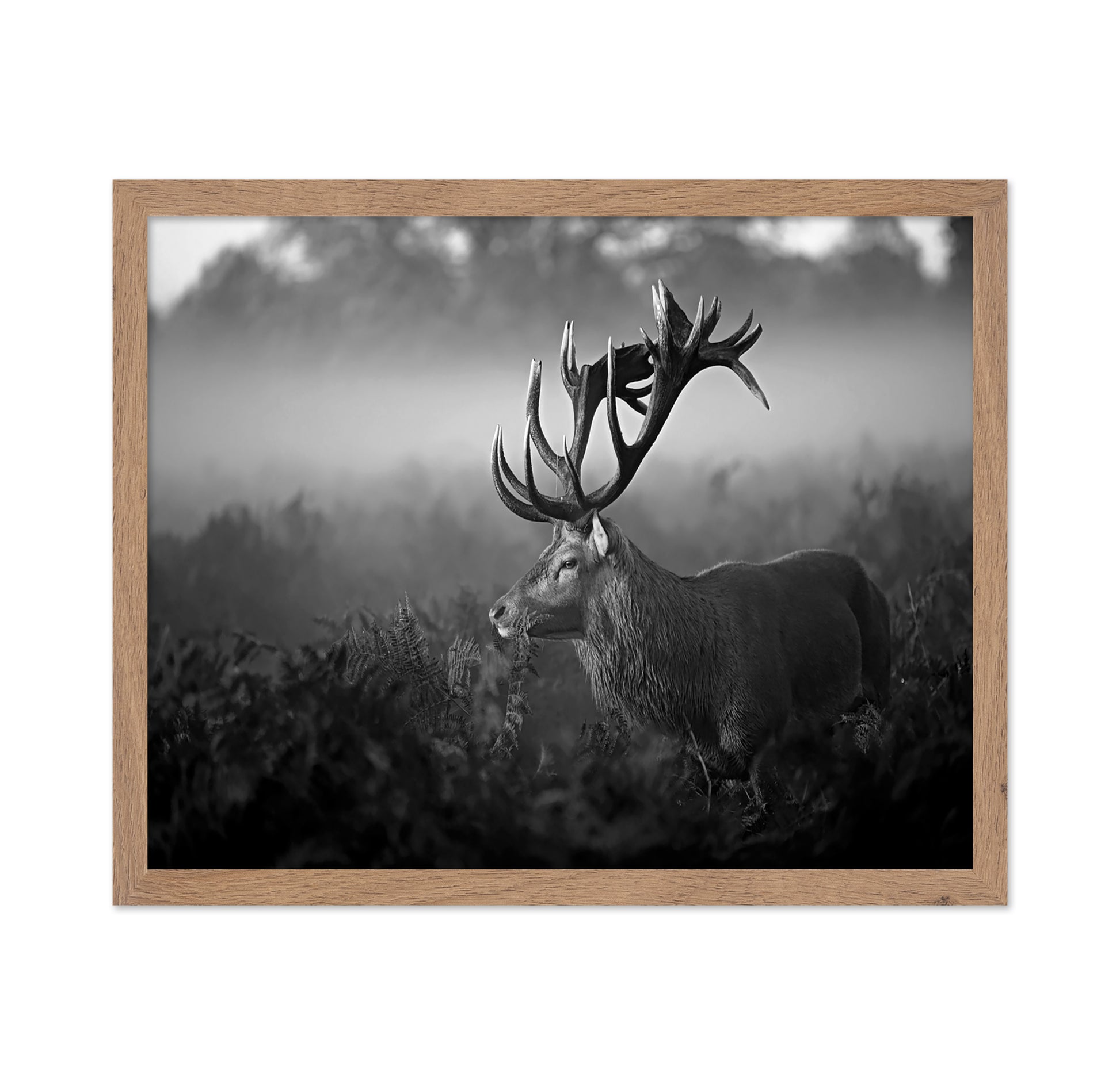 Majestic Stag in Mist