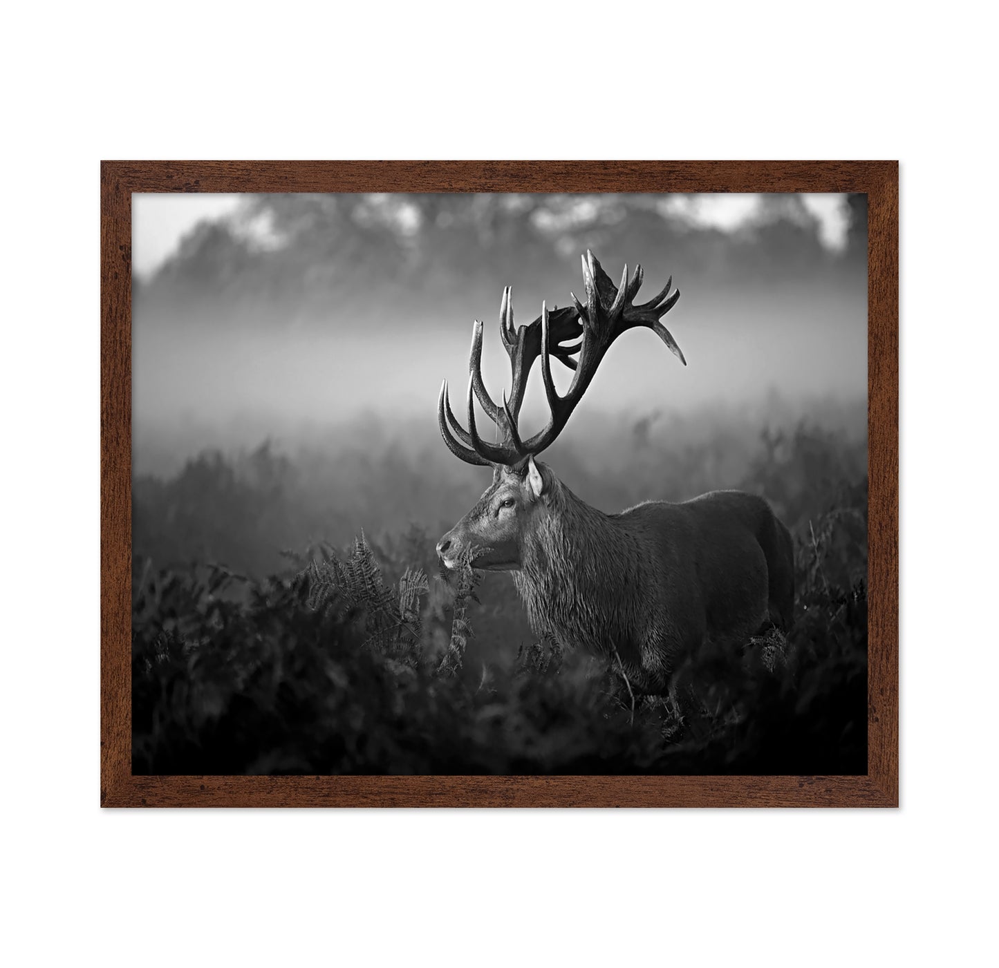 Majestic Stag in Mist