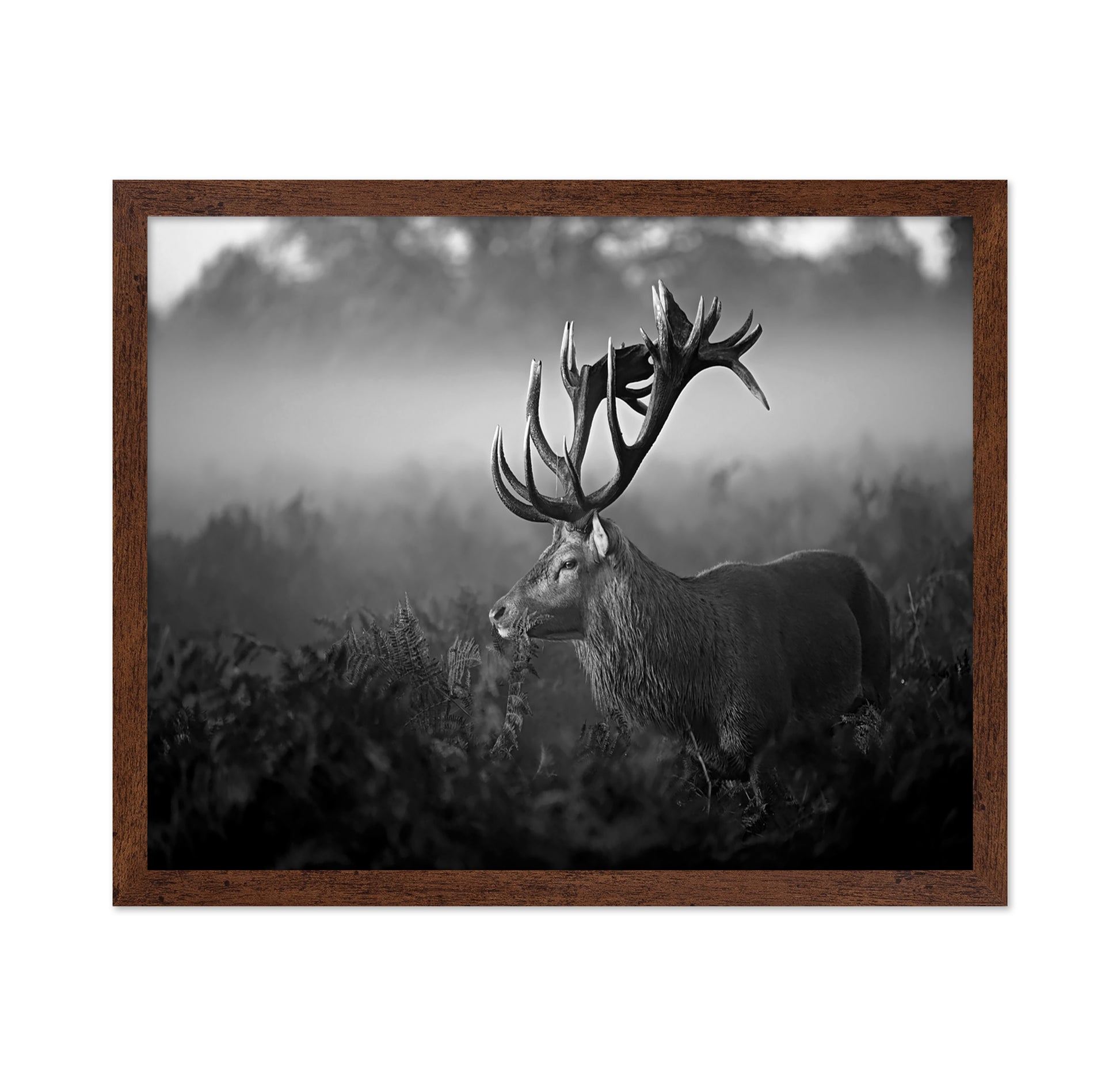 Majestic Stag in Mist