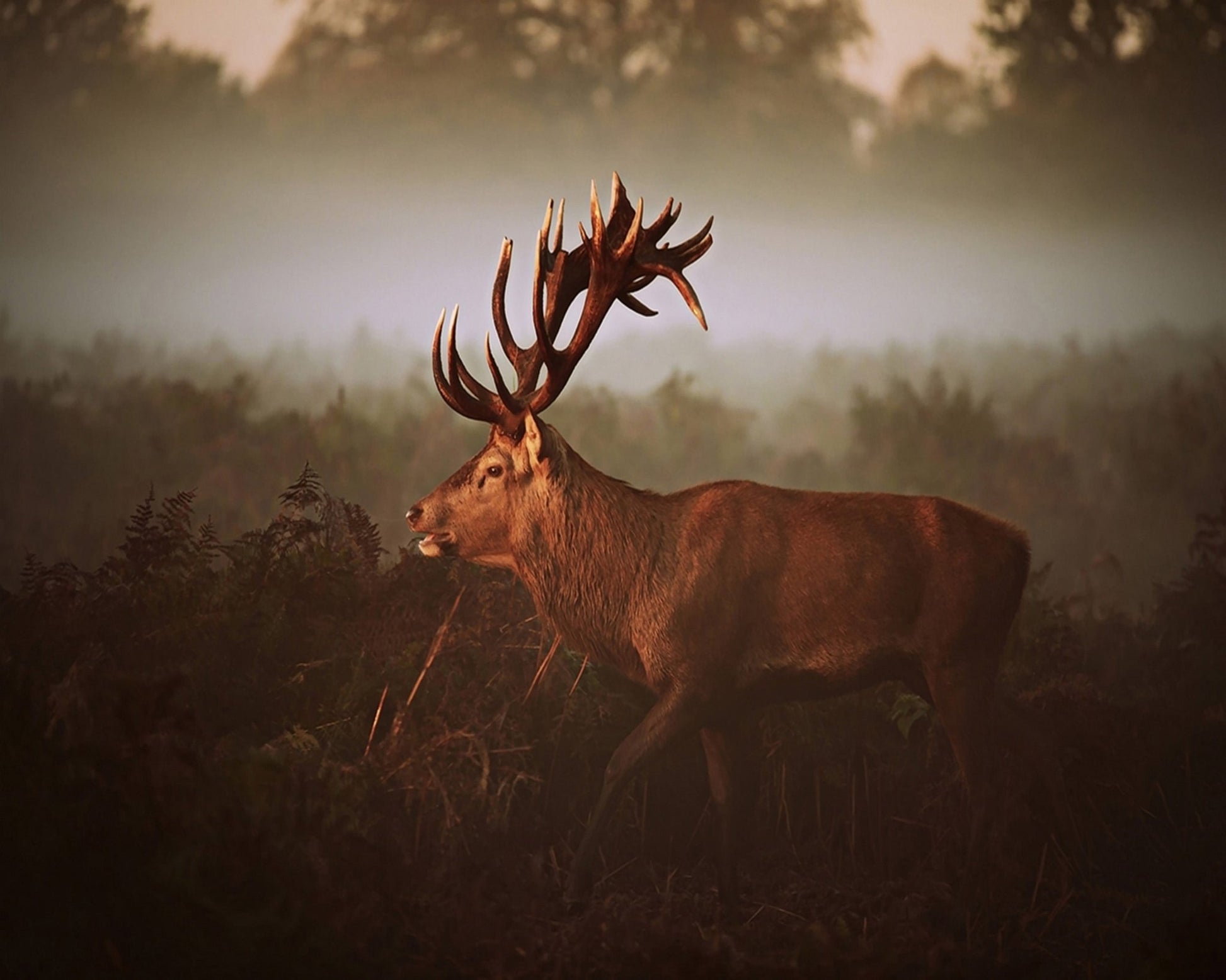 Stag in Golden Morning Mist