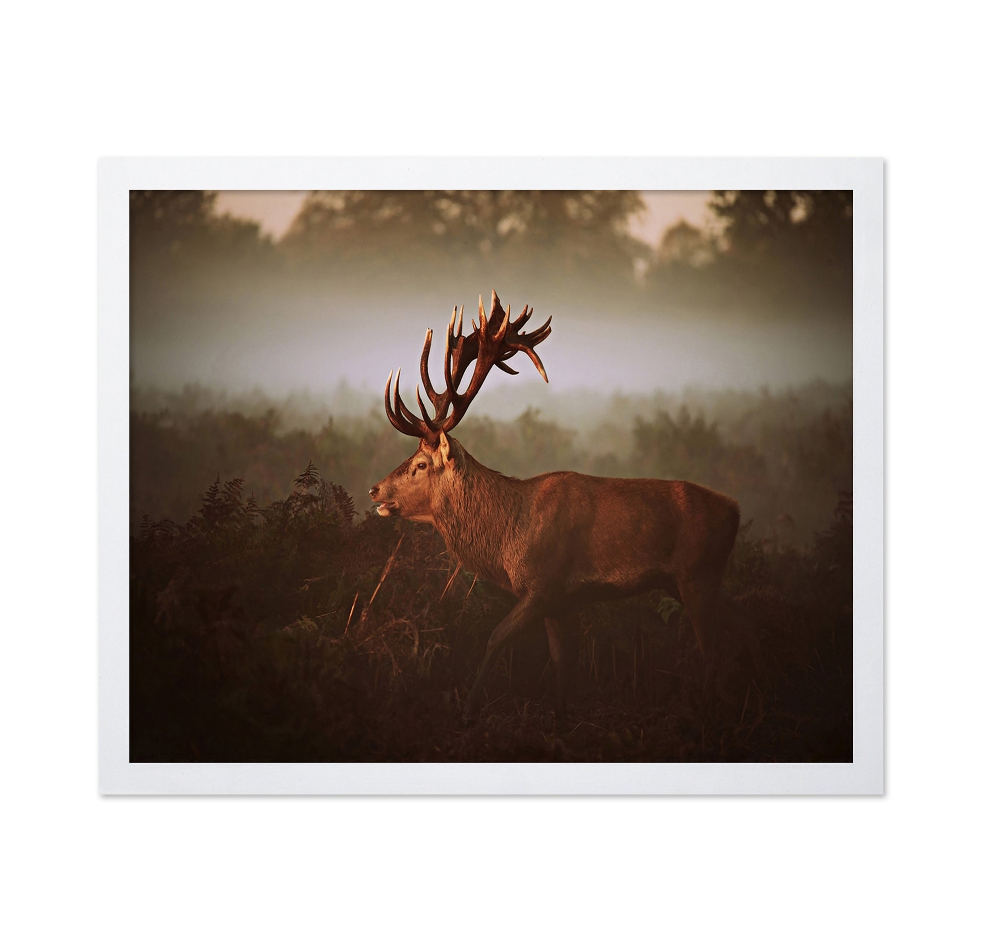 Stag in Golden Morning Mist