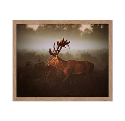 Stag in Golden Morning Mist