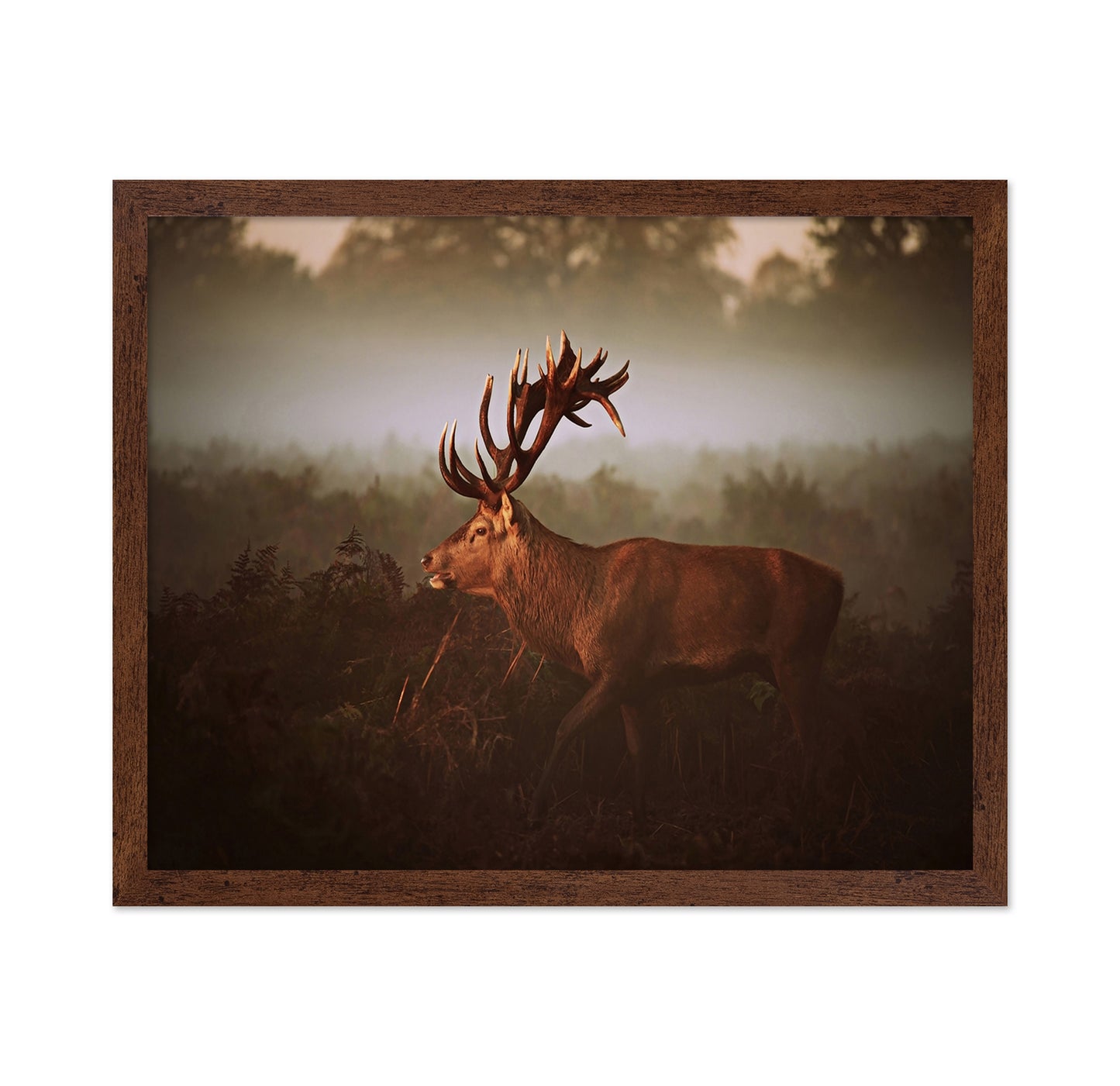 Stag in Golden Morning Mist