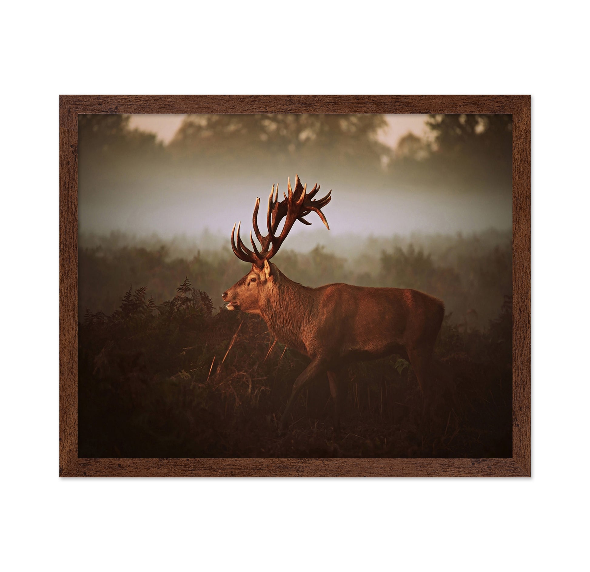 Stag in Golden Morning Mist