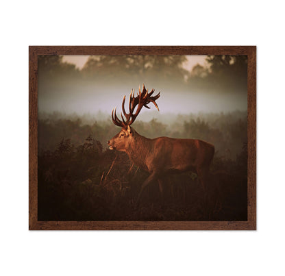 Stag in Golden Morning Mist