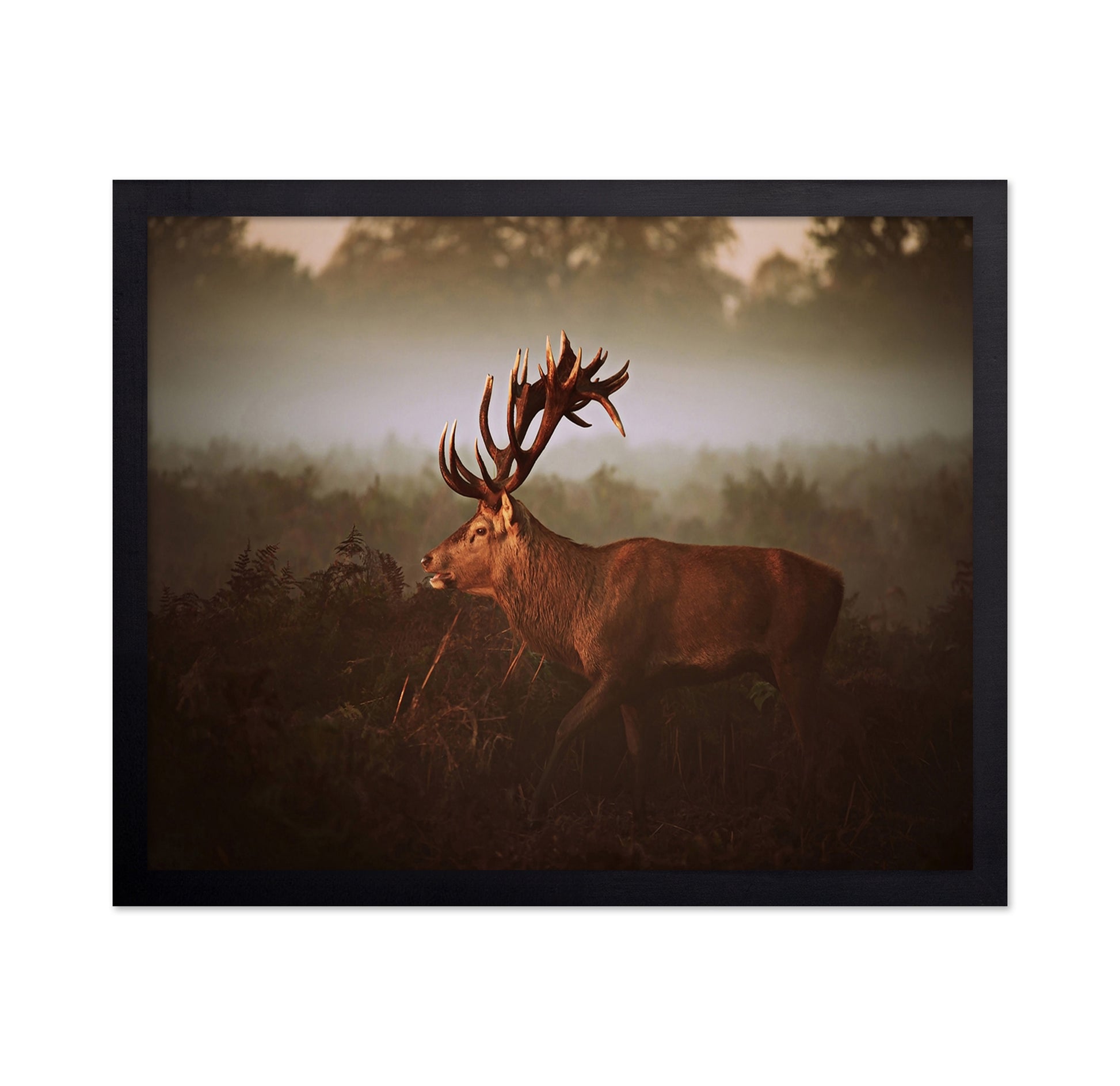 Stag in Golden Morning Mist
