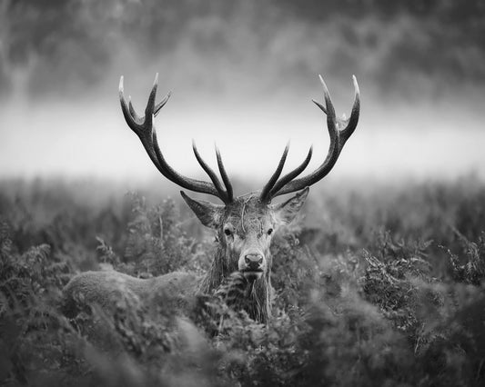 Stag Portrait in Mist