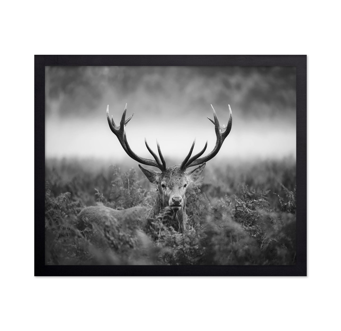 Stag Portrait in Mist
