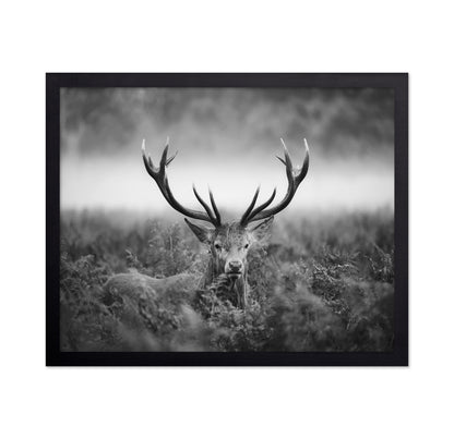 Stag Portrait in Mist