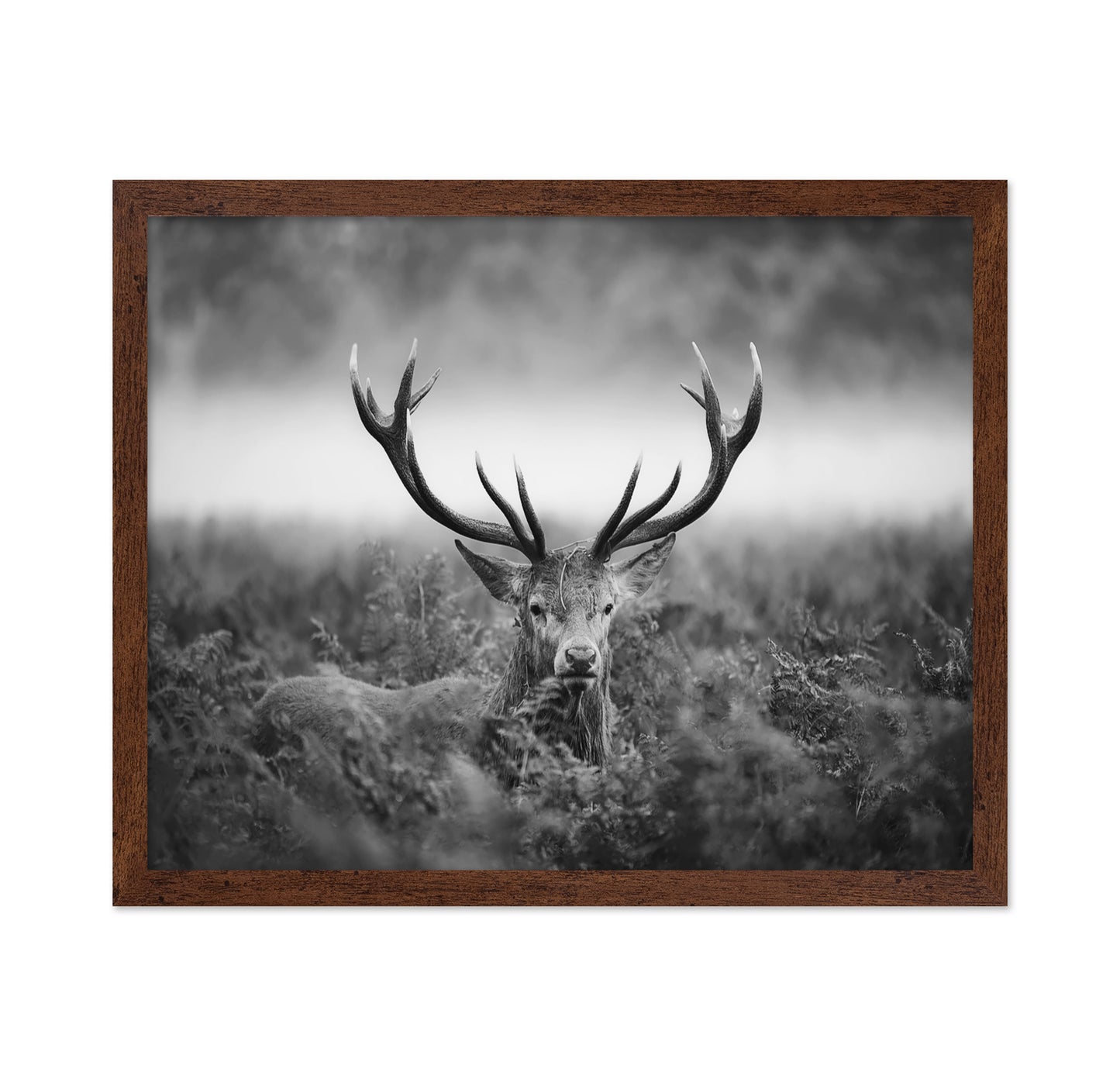 Stag Portrait in Mist