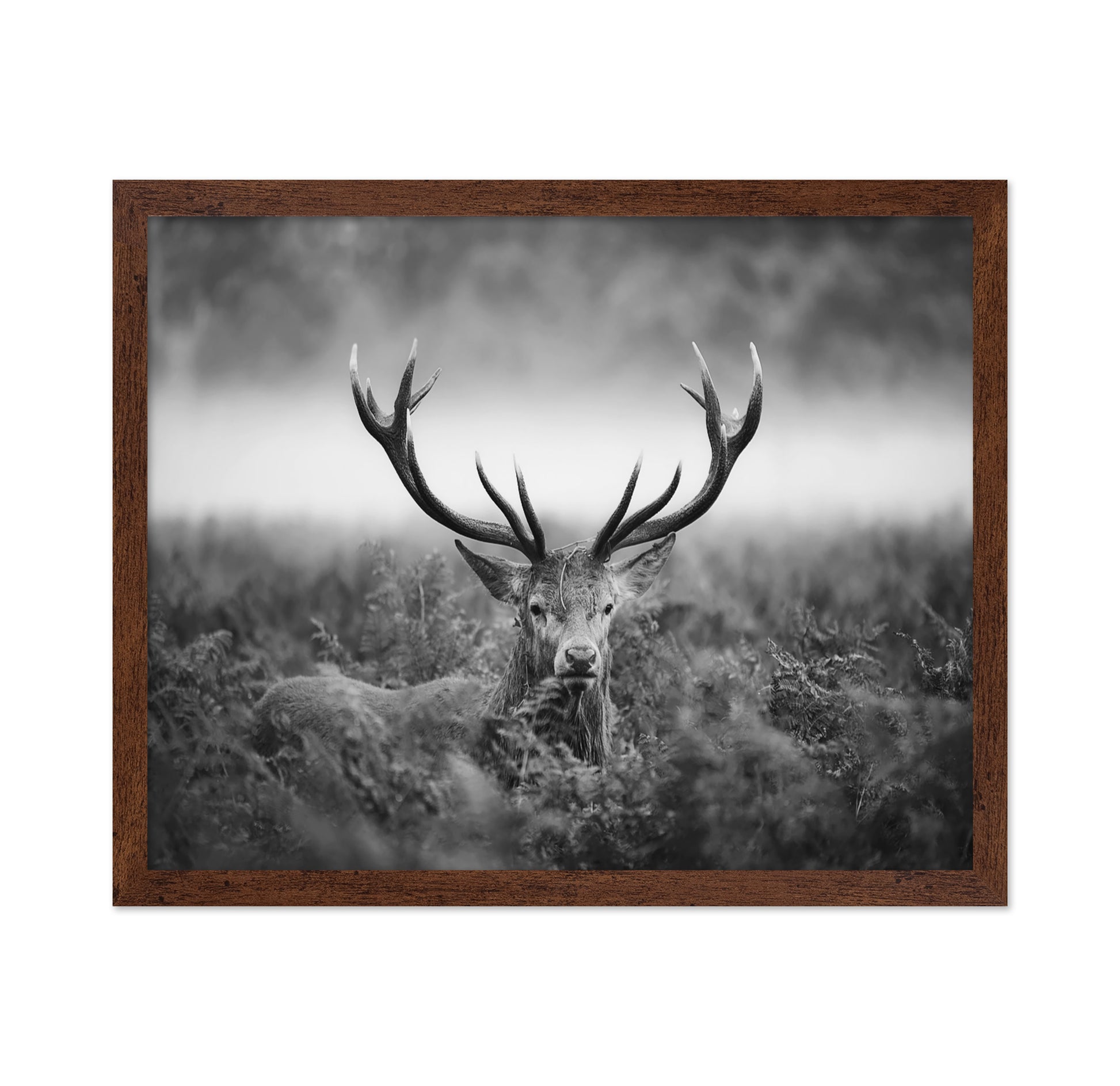 Stag Portrait in Mist