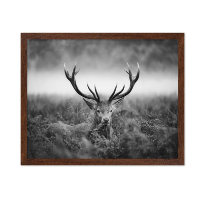 Stag Portrait in Mist
