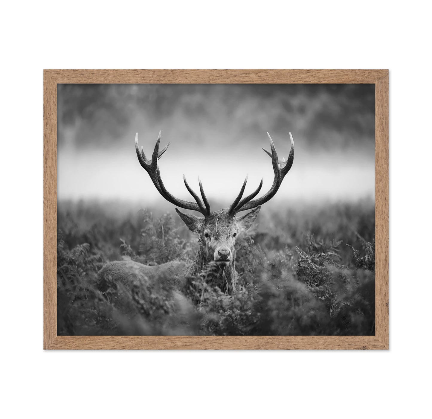 Stag Portrait in Mist