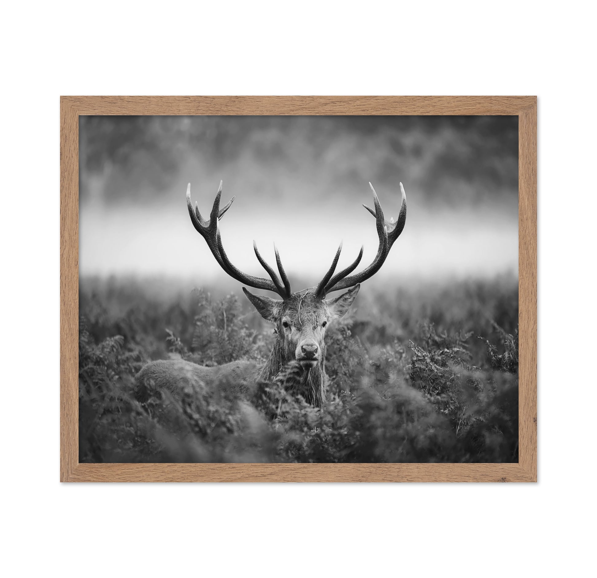 Stag Portrait in Mist