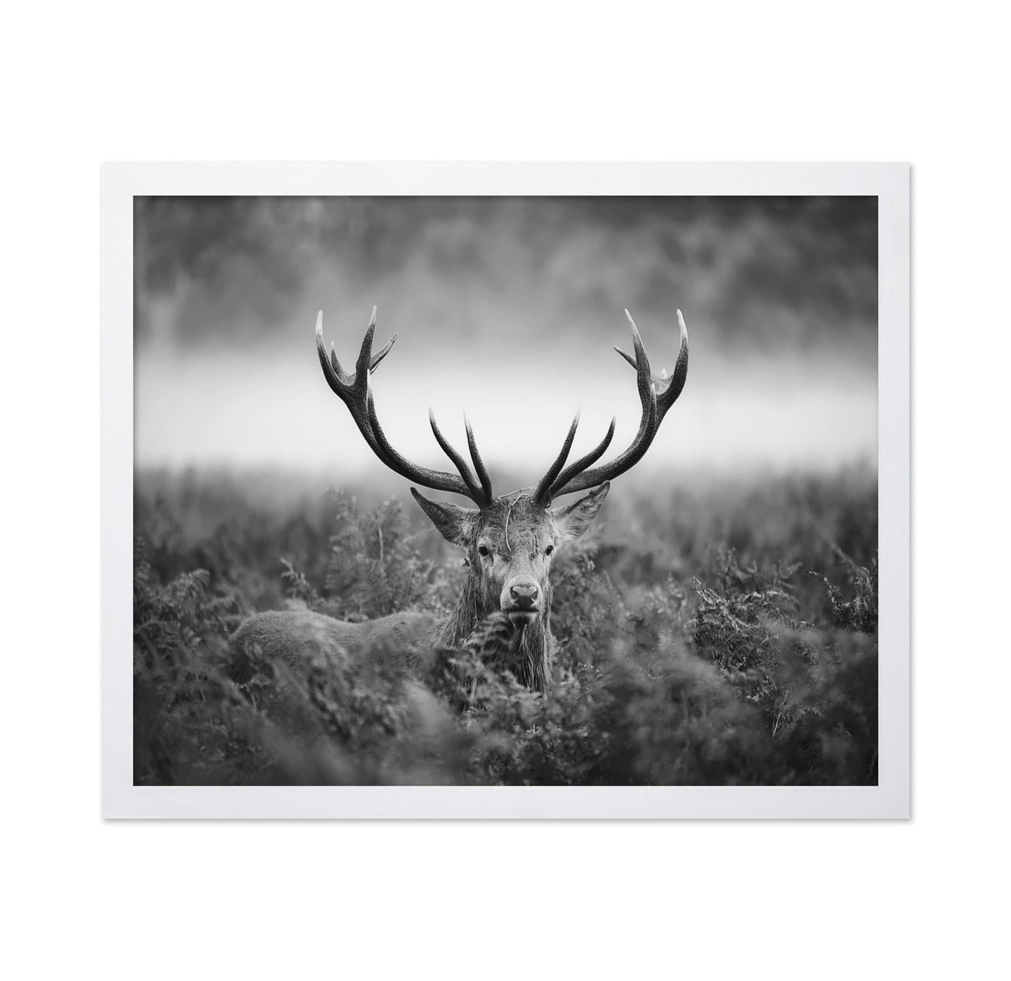 Stag Portrait in Mist