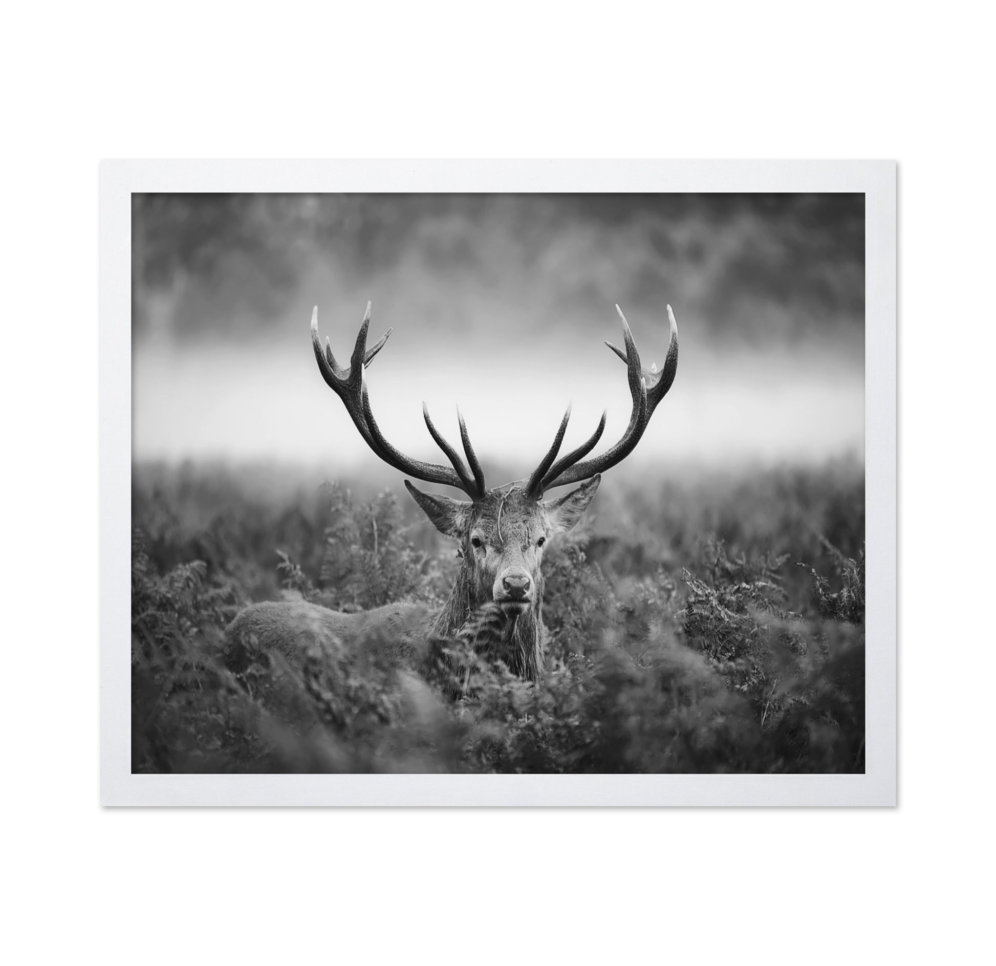 Stag Portrait in Mist