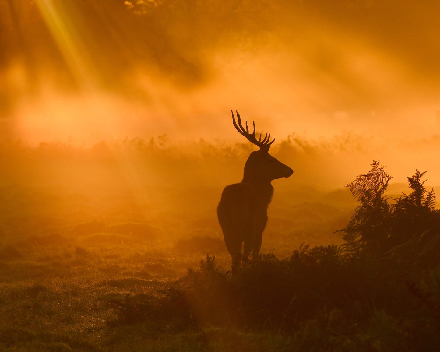 Stag in Golden Sunrise Light