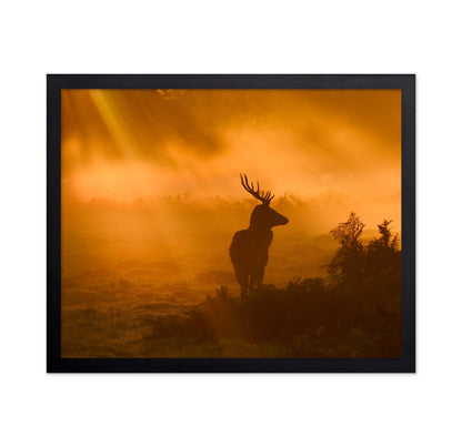 Stag in Golden Sunrise Light