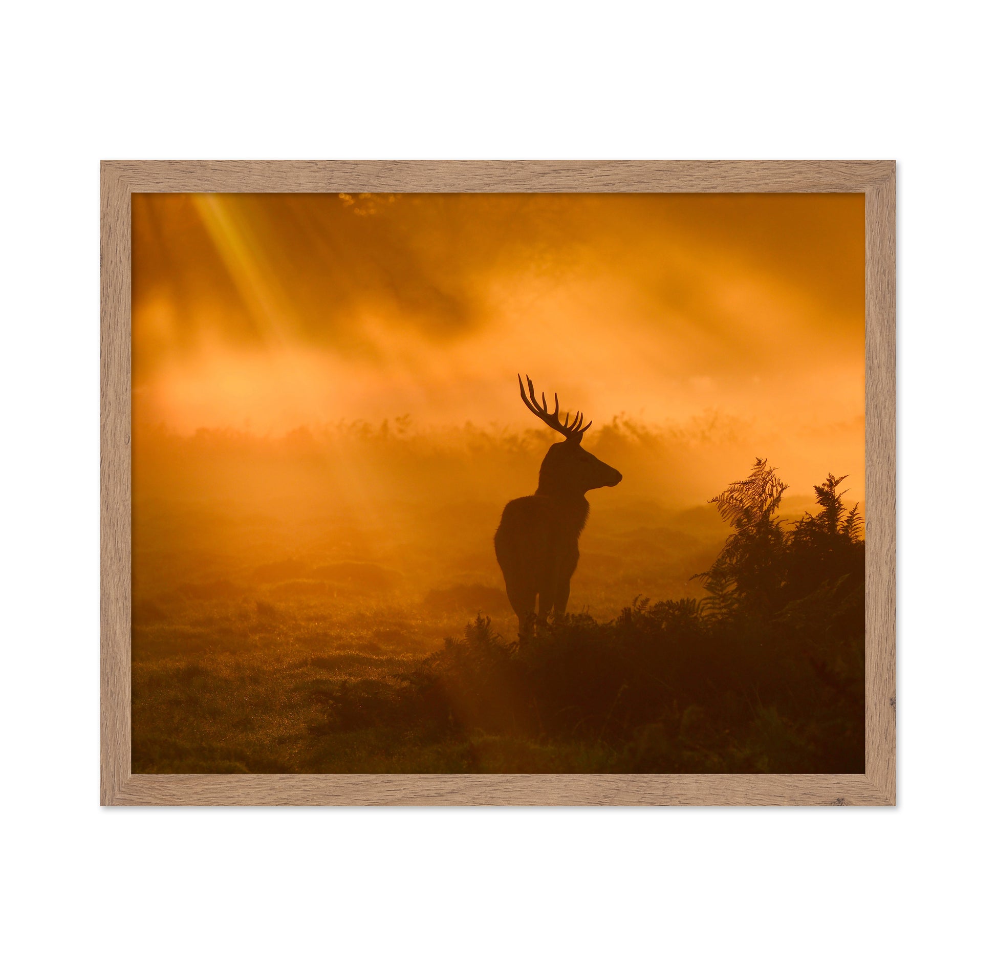 Stag in Golden Sunrise Light