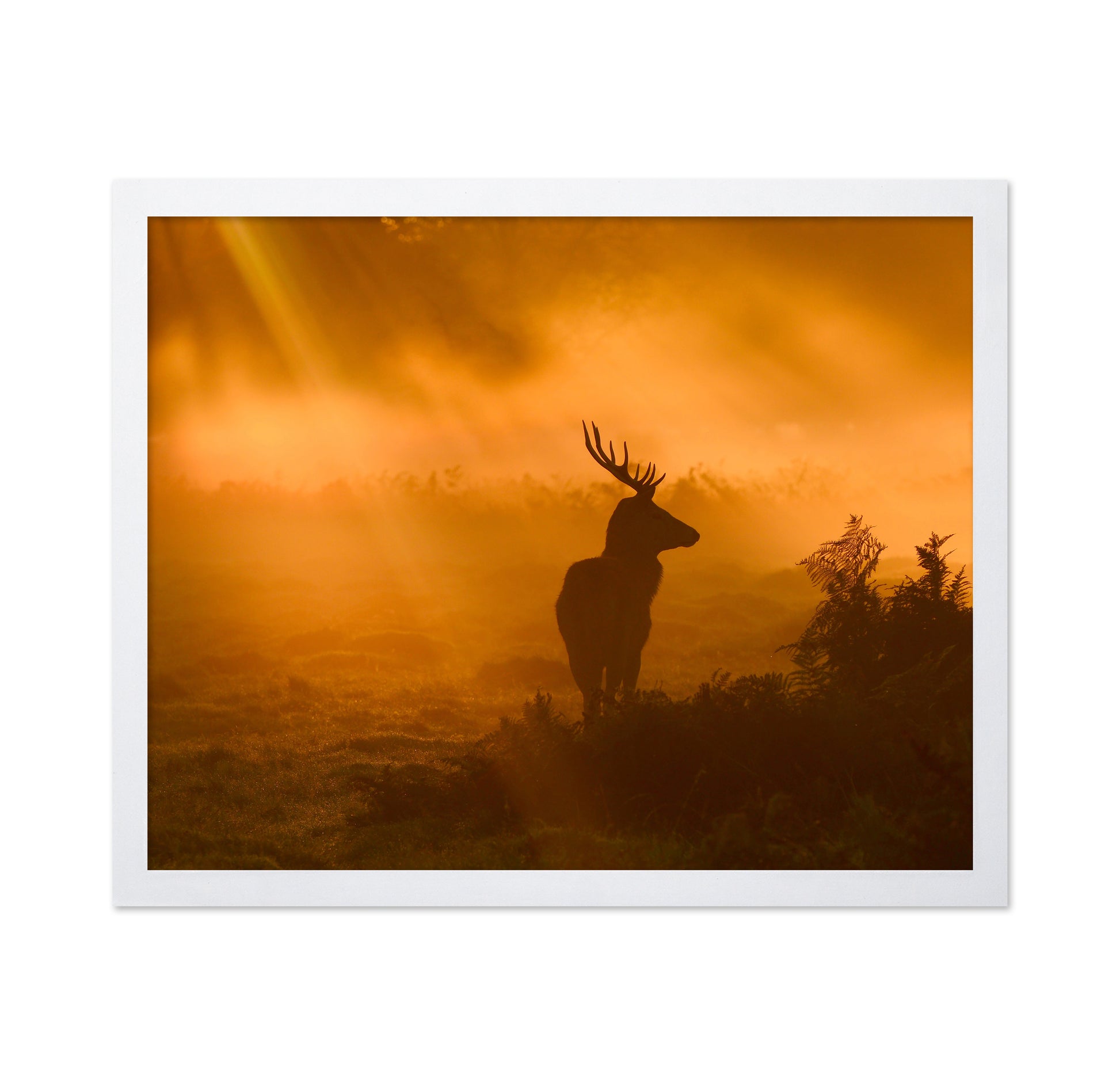 Stag in Golden Sunrise Light