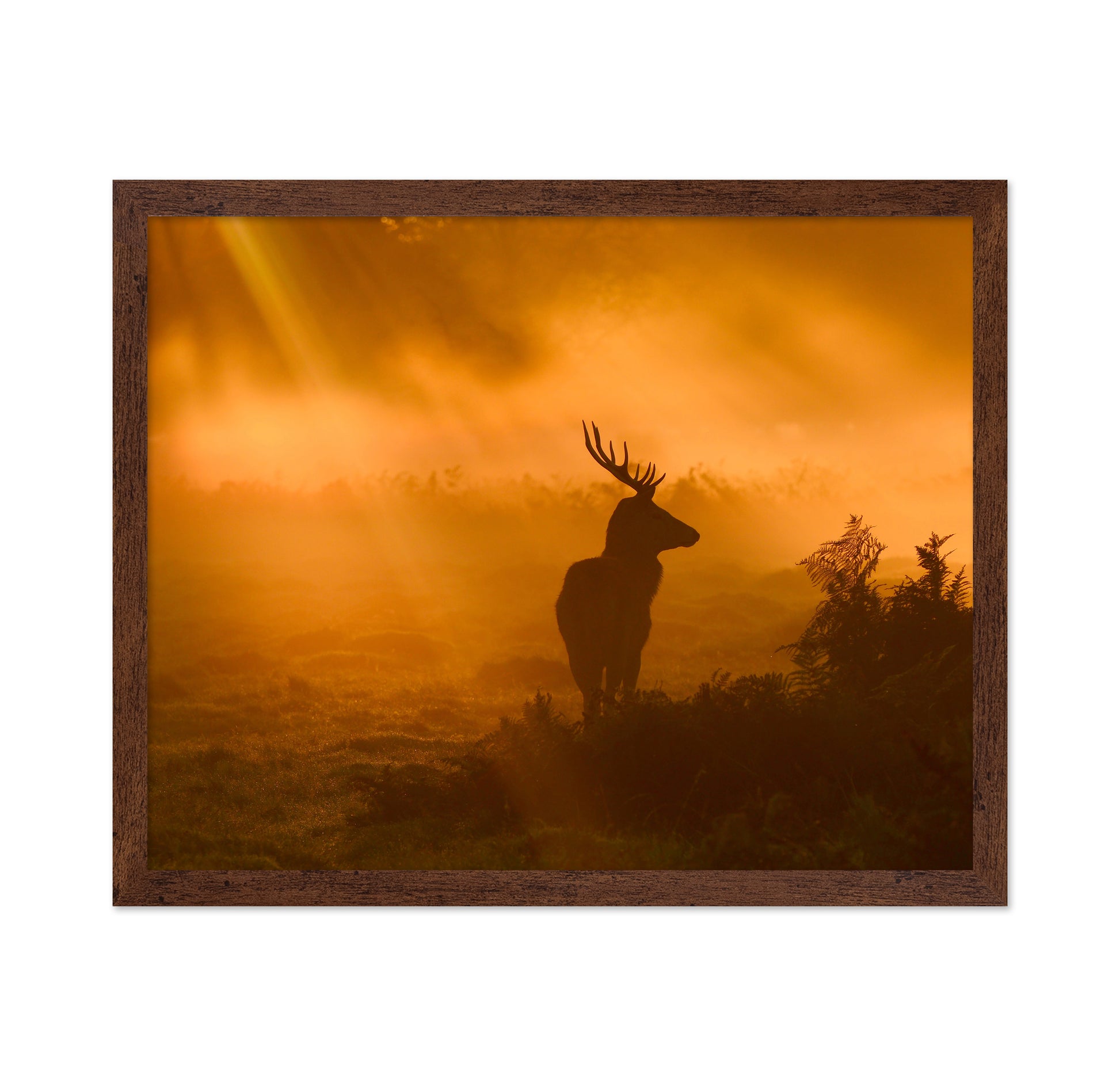 Stag in Golden Sunrise Light