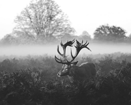 Stag in Foggy Meadow
