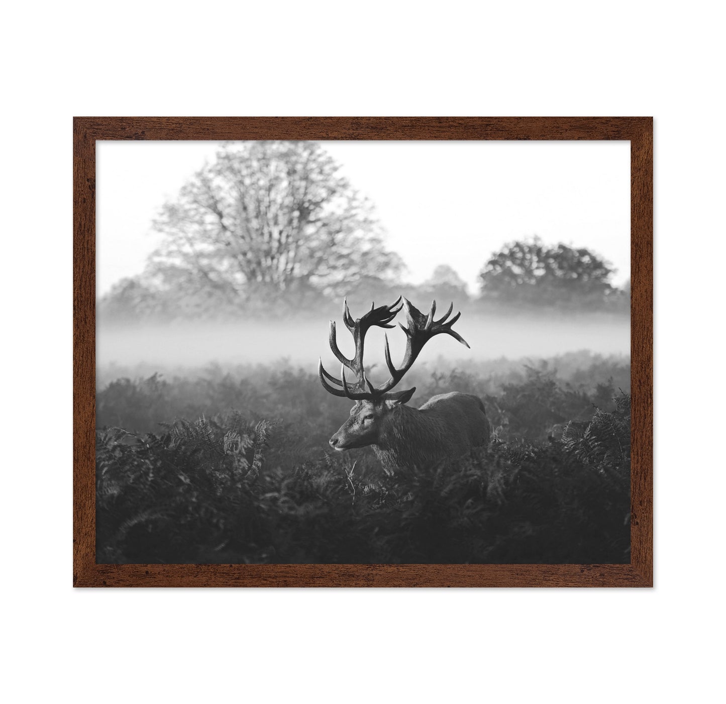 Stag in Foggy Meadow