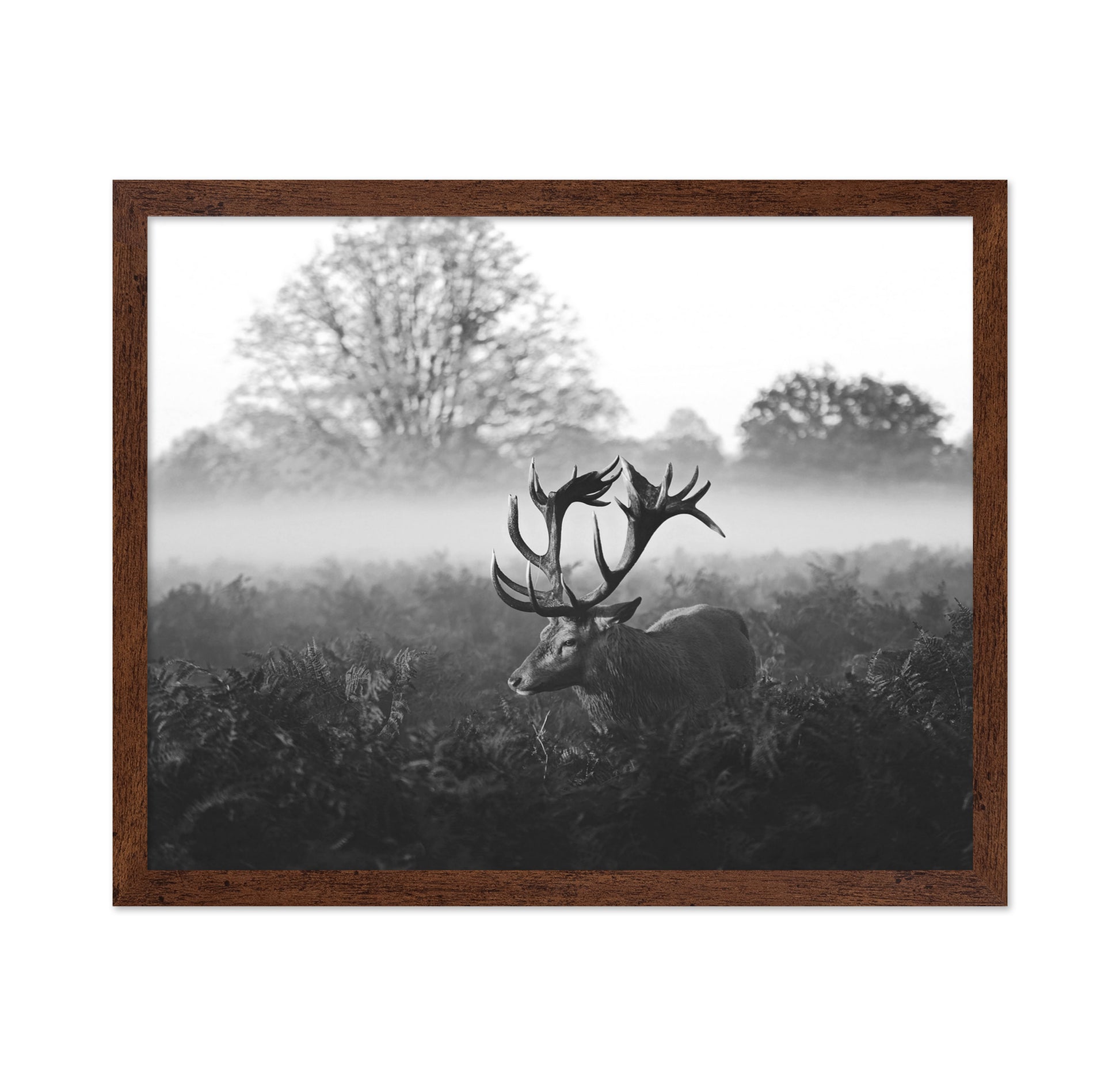 Stag in Foggy Meadow