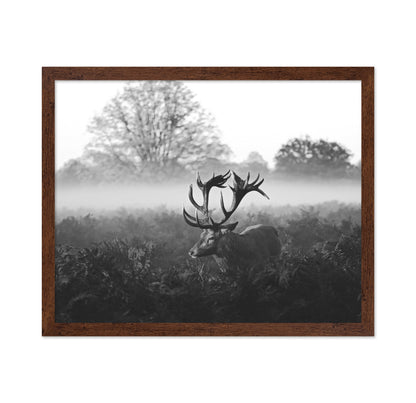 Stag in Foggy Meadow