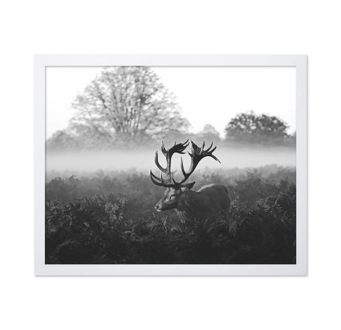 Stag in Foggy Meadow