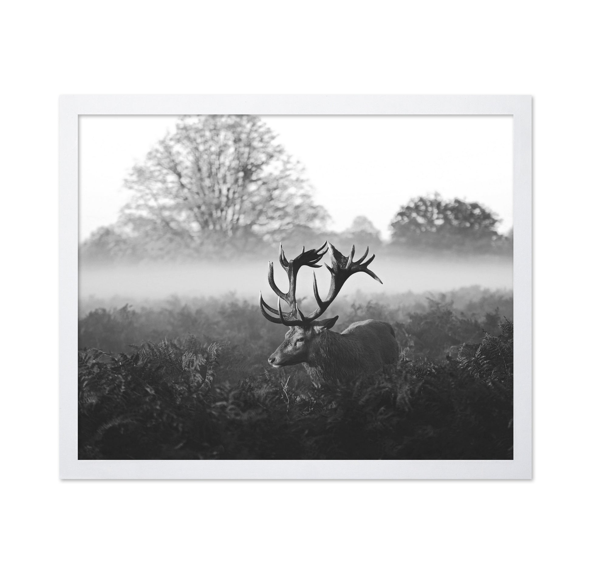Stag in Foggy Meadow