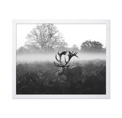 Stag in Foggy Meadow