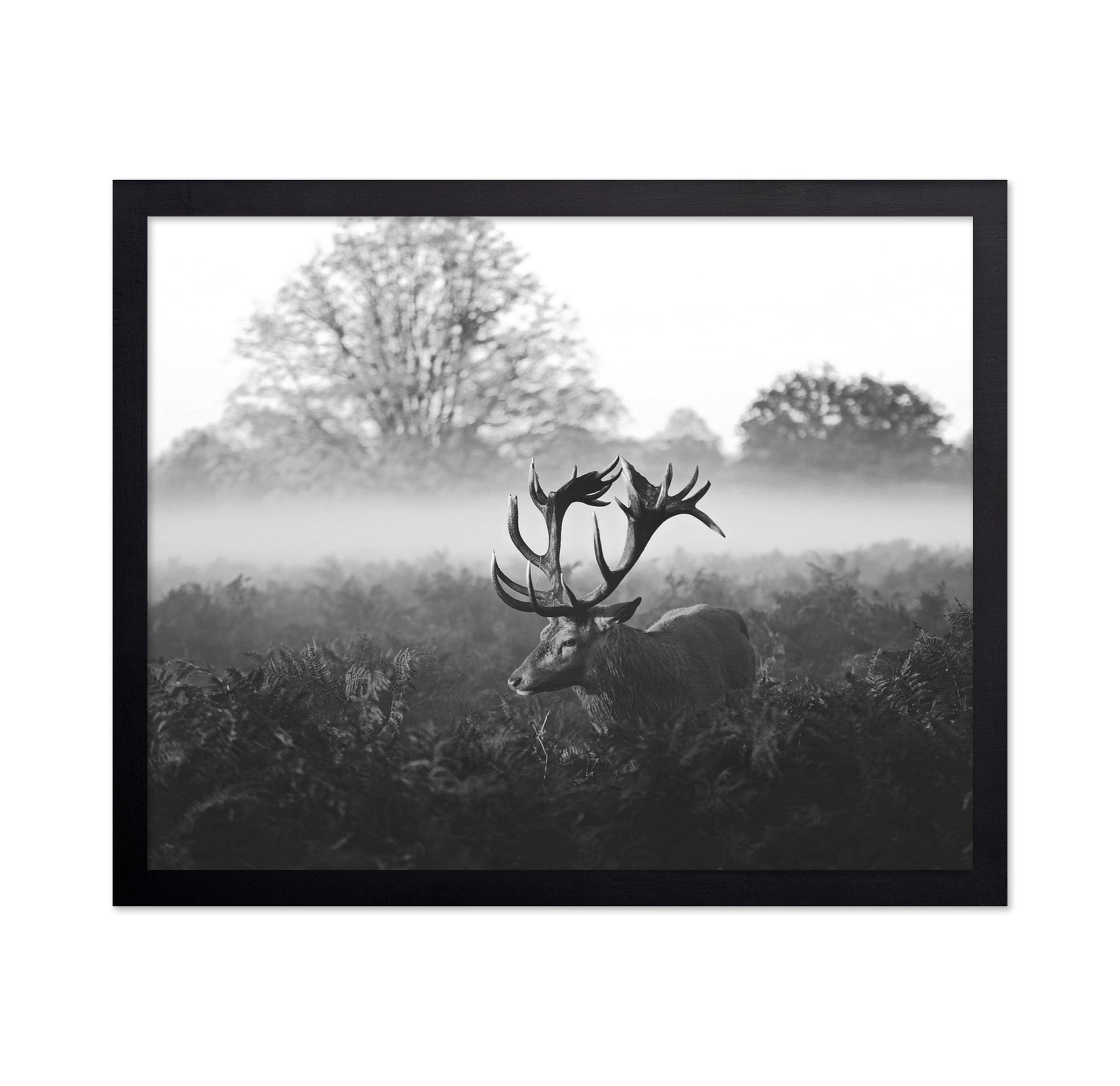 Stag in Foggy Meadow