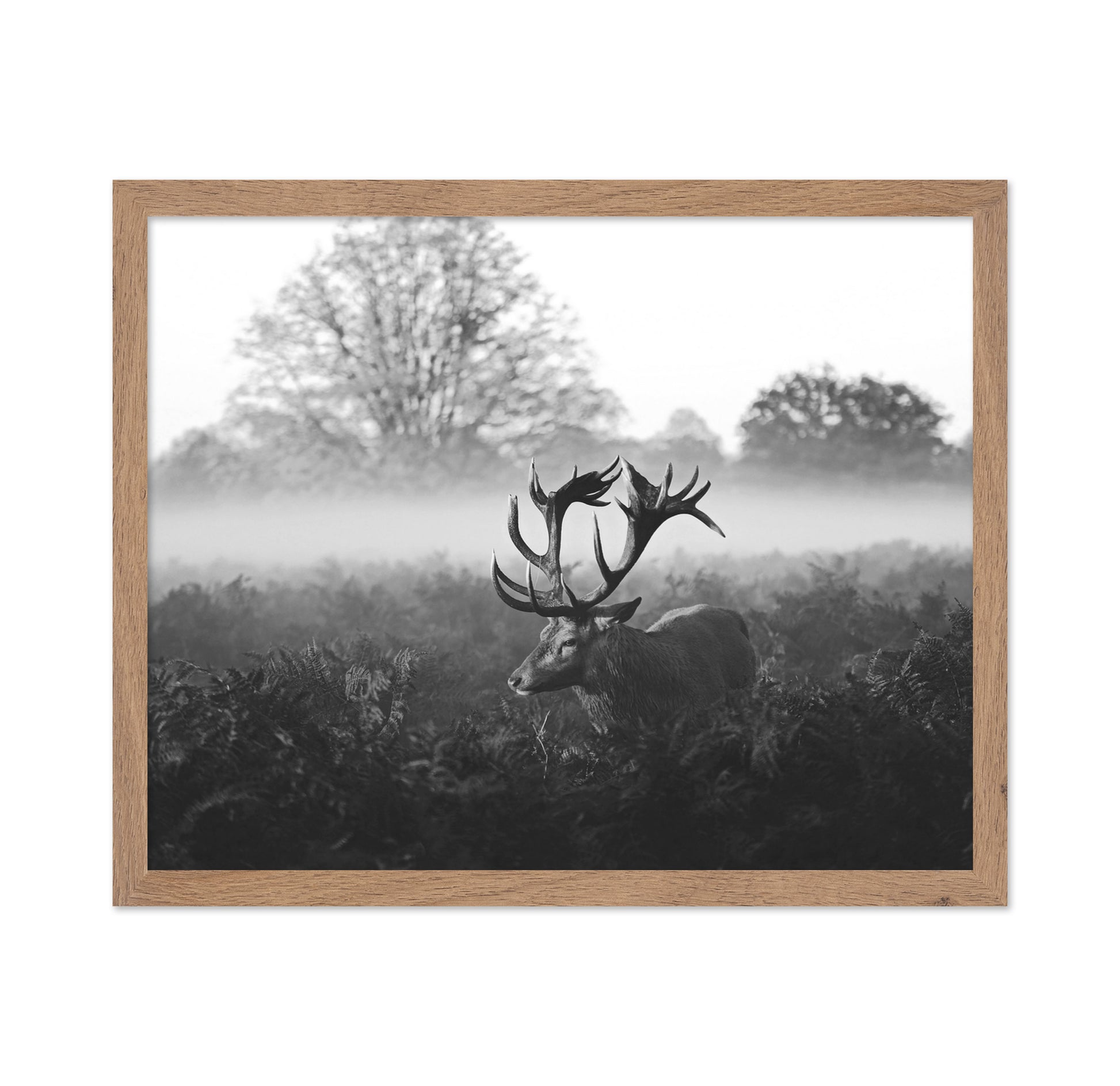 Stag in Foggy Meadow