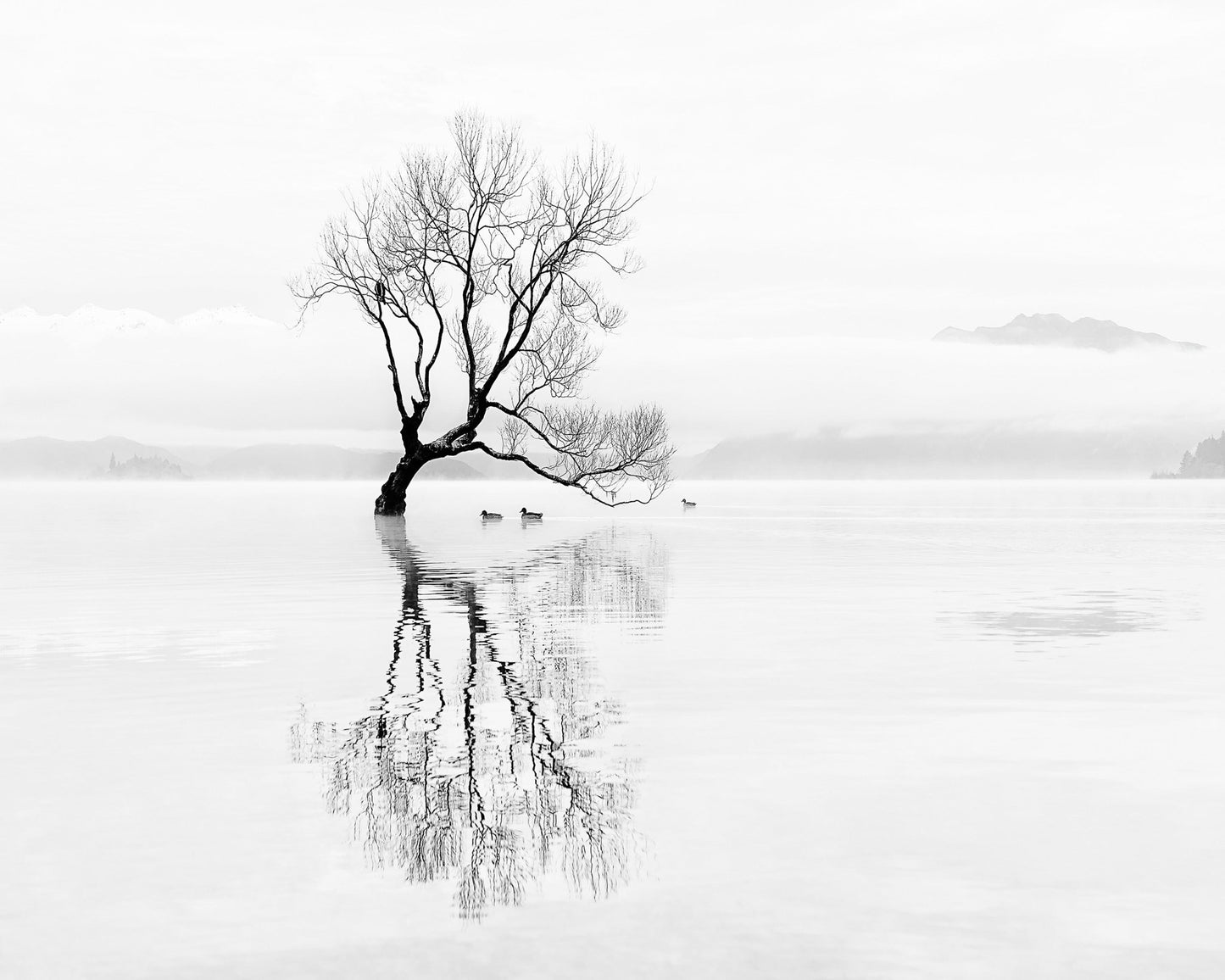 Lone Tree with Ducks Reflection