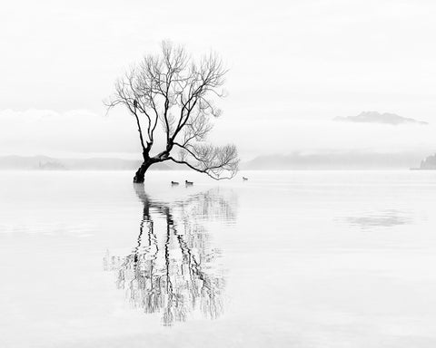 Lone Tree with Ducks Reflection