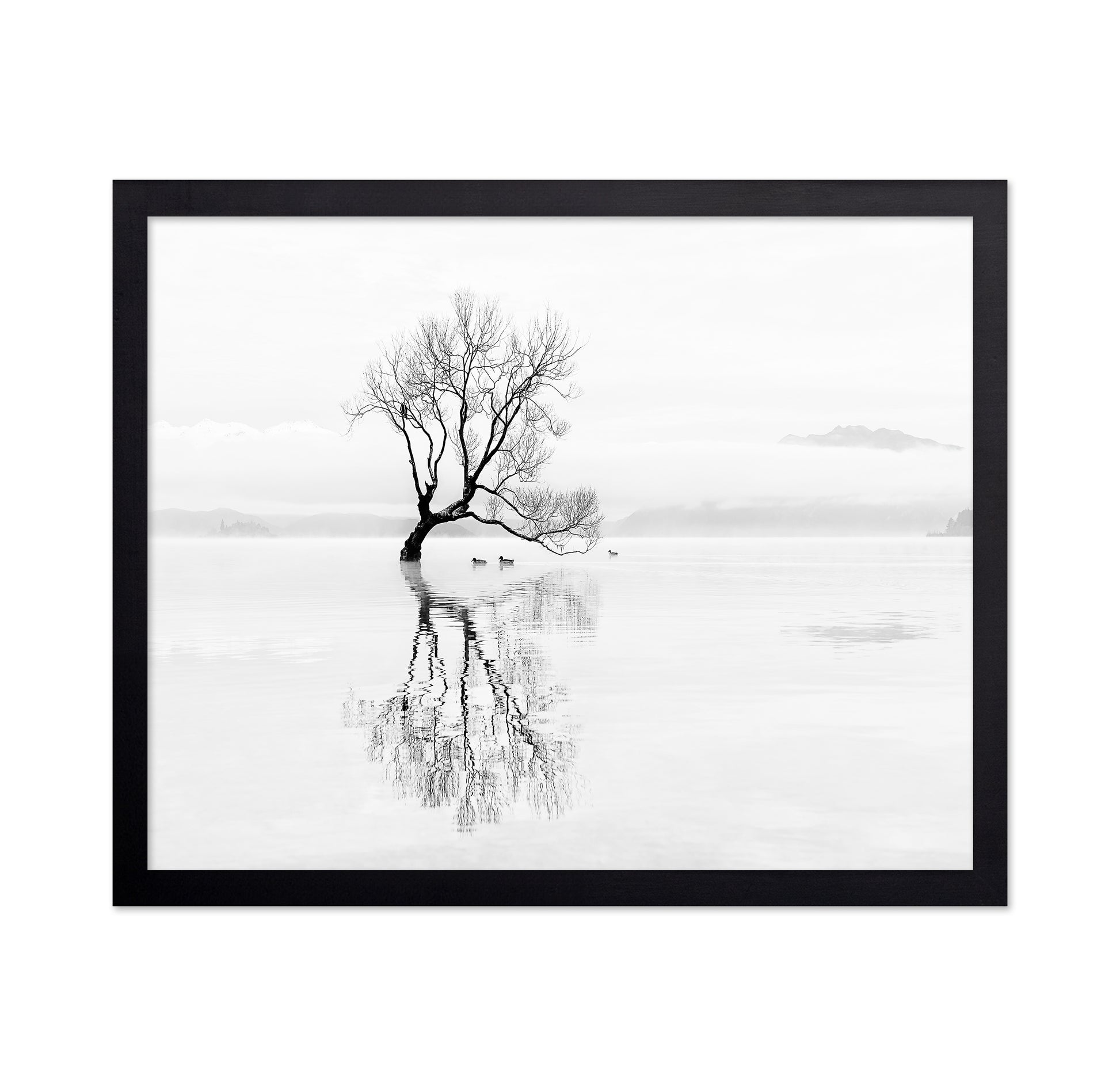 Lone Tree with Ducks Reflection